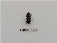 藏品(蘭嶼角葫蘆鍬形蟲)的圖片